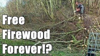 Making the most of a tiny woodland (by coppicing)
