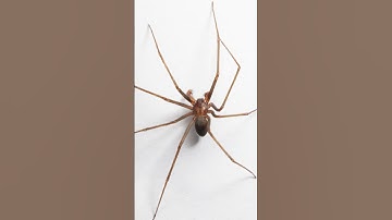 Arachnophobia #top5  #spiders #fear #scarystories
