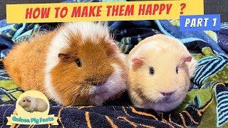 5 SECRETS to make your Guinea Pigs Happy