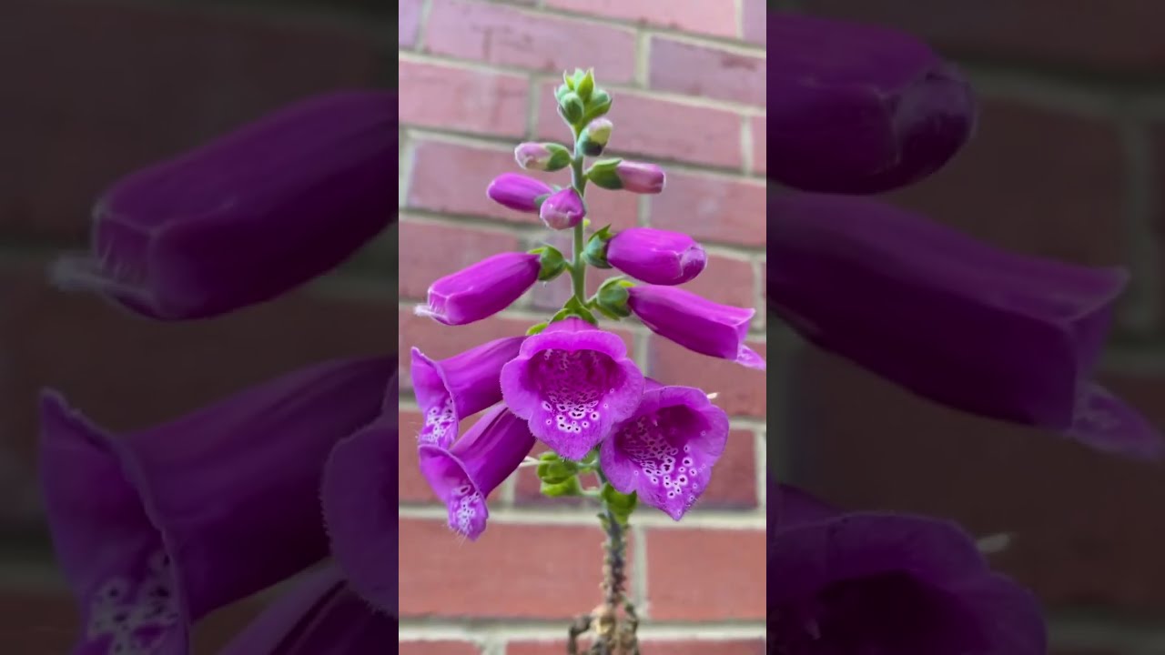 Foxgloves 🌸 