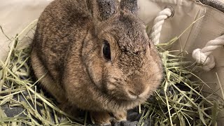 【うさぎ】もぐもぐごはんたべます〈らいちゃん〉