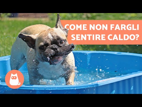 Video: 4 modi per sapere che il tuo cane è in calore