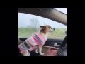 The Singing Chihuahua?