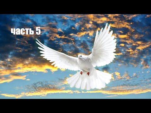 Мои голуби.Николаевские.ч.5
