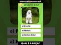 Se você acertar essas 4 raças… é dog lover raiz 🐾