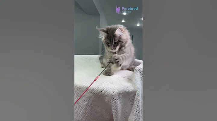 Watch the video about Meet Marsel