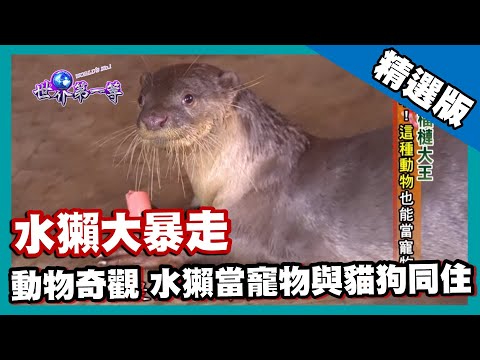 【泰國】水獺當王大暴走 動物奇觀與貓狗同住｜《世界第一等》583集精華版 #好家在我在家