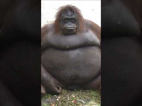 BIG BLACK MONKEY 🐵🐵🐵🐵🐵🐵🐵🐵🐵🐵🐵🐵🐵🐵🐵🐵🐵🐵🐵🐵🐵🐵🐵🐵🐵💩💩💩💩💩💩💩💩💩