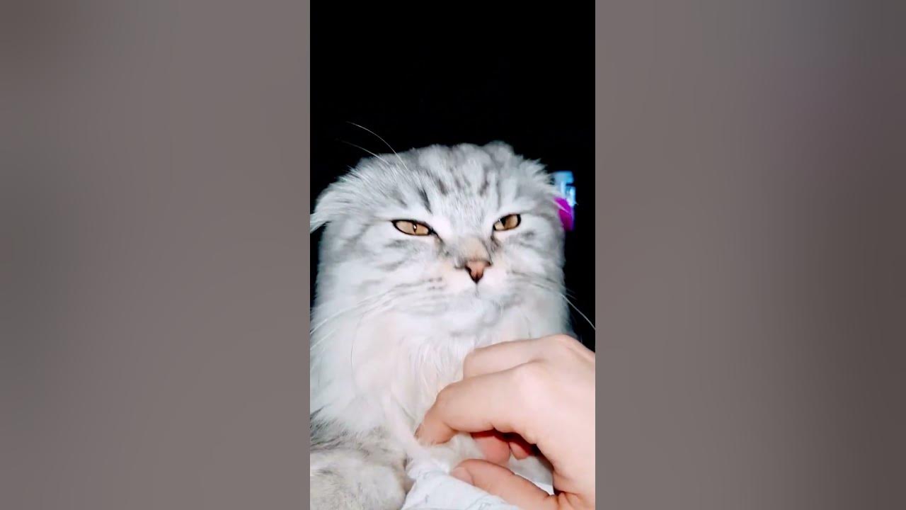 cat-reels-animals-home-the-most-gentle-animal-youtube