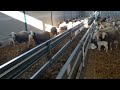 Овцы козы МРС: Автоматизация кормления конвейерного типа для