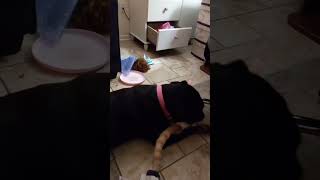 Rottweiler kissing the cat | Rottweiler and cat