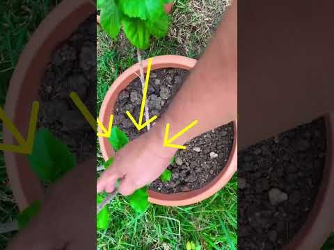 Vídeo: Poda d'hibisc: com podar una planta d'hibisc