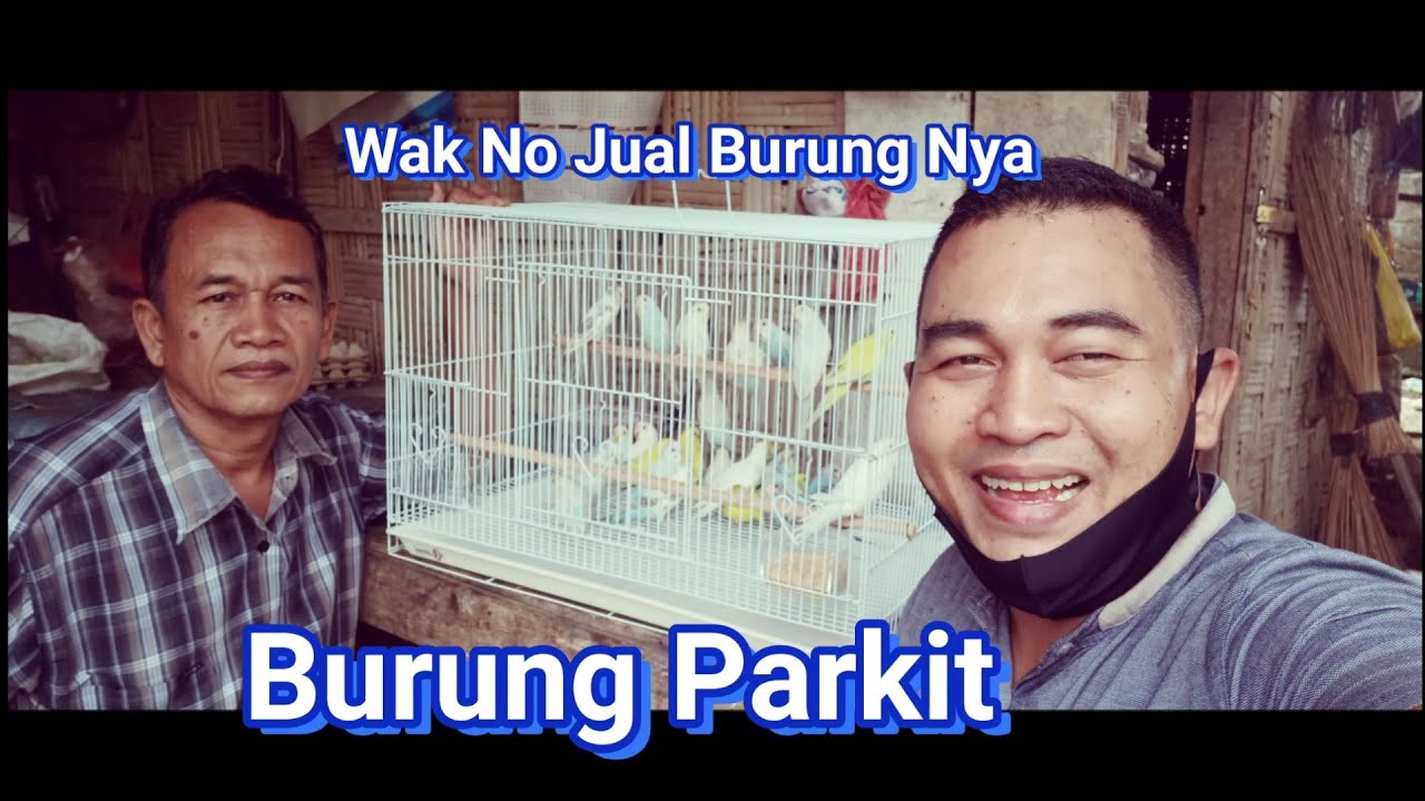 Burung Parkit || Hobby Burung Hias Murah 