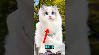 Top 5 Cutest Cat Breeds You Wont Believe