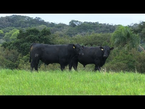 Lote 12 - Top Angus