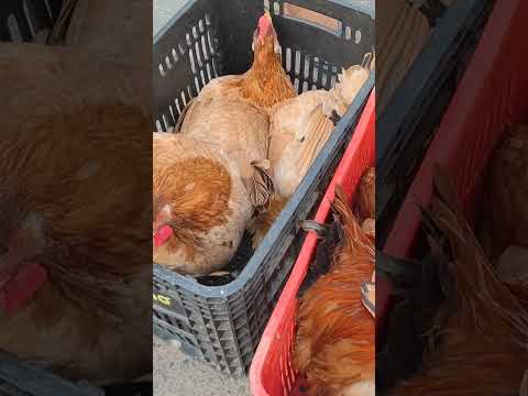 feira de galinhas em canafístula de Frei Damião. AL
