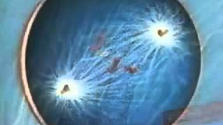 3D Animation of Mitosis