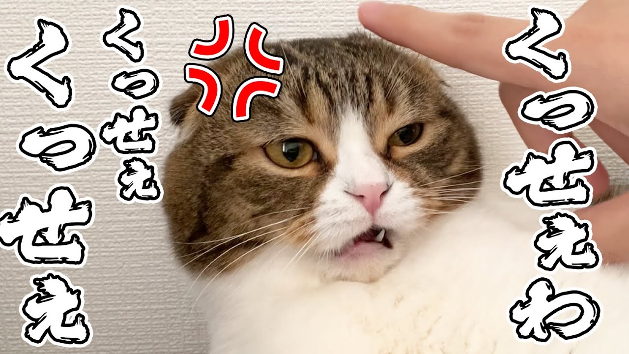 ぽこ太郎 おっさんの指 くっせぇわ 特級呪物 うっせぇわ Youtube