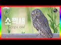 [한국의 새] 소쩍새 (Scops owl) 소쩍새 쿵 소쩍쿵