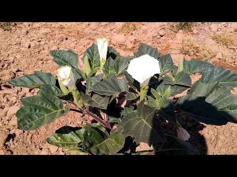 Video: Diferencias entre Datura y Moonflower: cómo diferenciar la Datura de Ipomoea Moonflowers