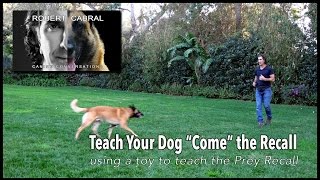 Teach Your Dog to COME, the Recall  Robert Cabral Dog Training #12