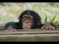 June 2020 Tama zoo chimps, Quarrel
