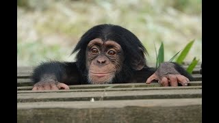 June 2020 Tama zoo chimps, Quarrel