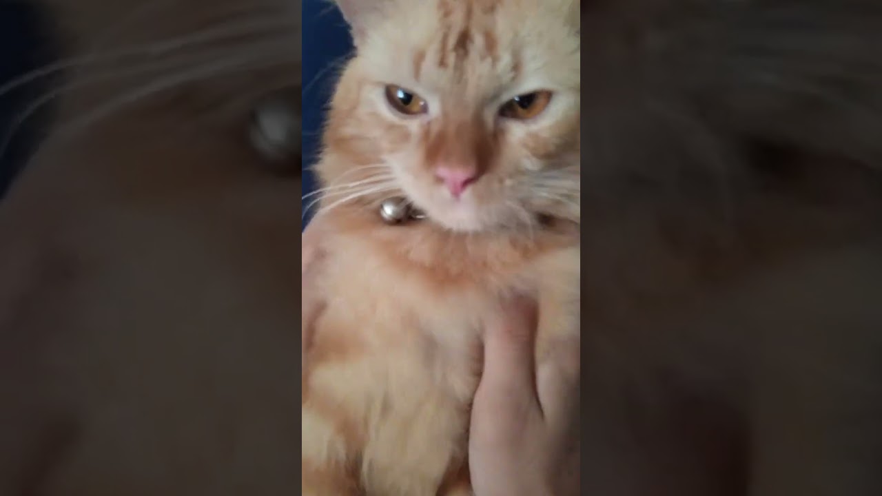 Oyen Pagi-pagi Dapat pijatan Sayang, Wah Asiknya! 😻💕" 