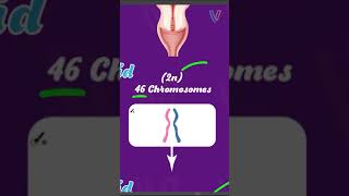 احياء اولى ثانوي | تحتوي الخلايا الجنسية على نصف عدد الكروموسومات #visualisy #biology