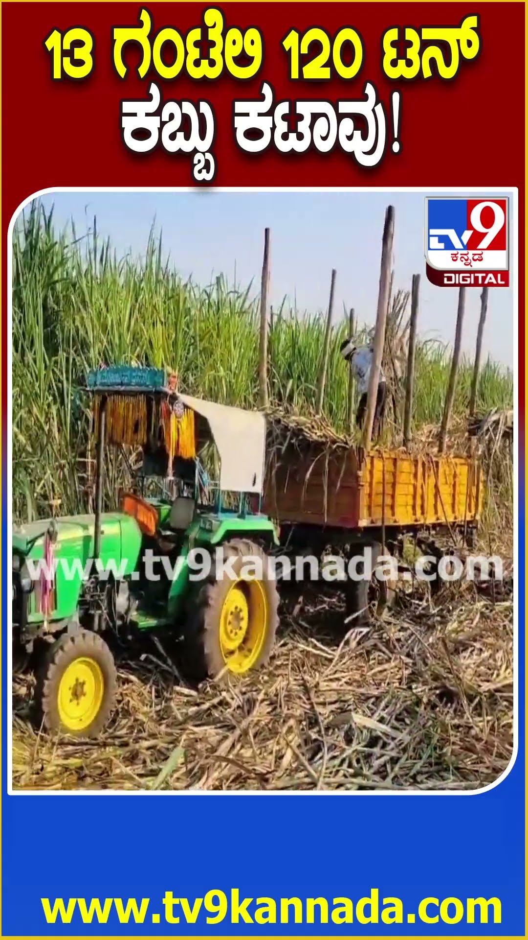13 ಗಂಟೆಲಿ 120 ಟನ್ ಕಬ್ಬು ಕಟಾವು! #Sugarcane #Tv9D