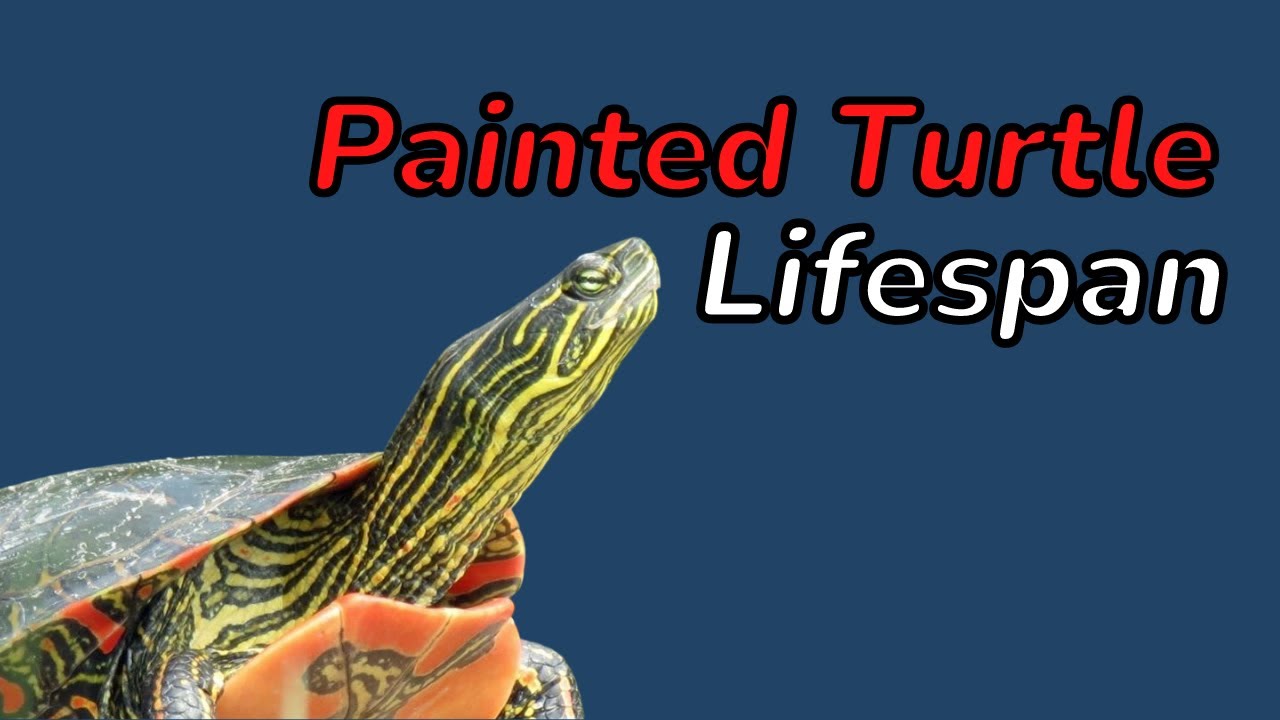 How Long Painted Turtles Live?