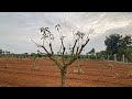 ಹೆಚ್ಚಿನ ಮಾವಿನ ಹಣ್ಣುಗಳನ್ನು ಪಡೆಯಿರಿ -Mango pruning..|