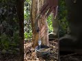 ​You Won't Believe What Comes Out of This Tree 🤯