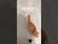 100% accurate #funny #yt #food#cat #meme #shorts #comedy #girl #cats #fyp #foryou #explore