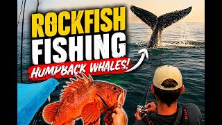 Central Coast Rock Fishing During Whale Migration