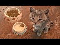 Little Kitten Adventures - Take care of your pet kitty - Kids Game