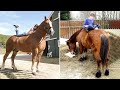 Horse SOO Cute! Cute And funny horse Videos Compilation cute moment #66