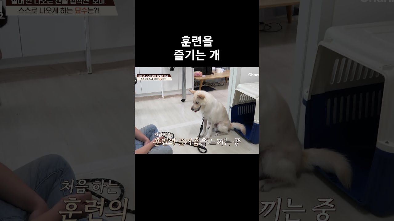 훈련 댕꿀잼 #개와늑대의시간2 #개늑시2