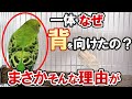 【徹底解説】99％見落とすセキセイインコが背を向ける本当の理由