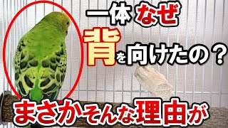 【徹底解説】99％見落とすセキセイインコが背を向ける本当の理由