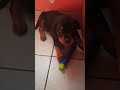 #usa #mexico #puppy #love #rottweiler