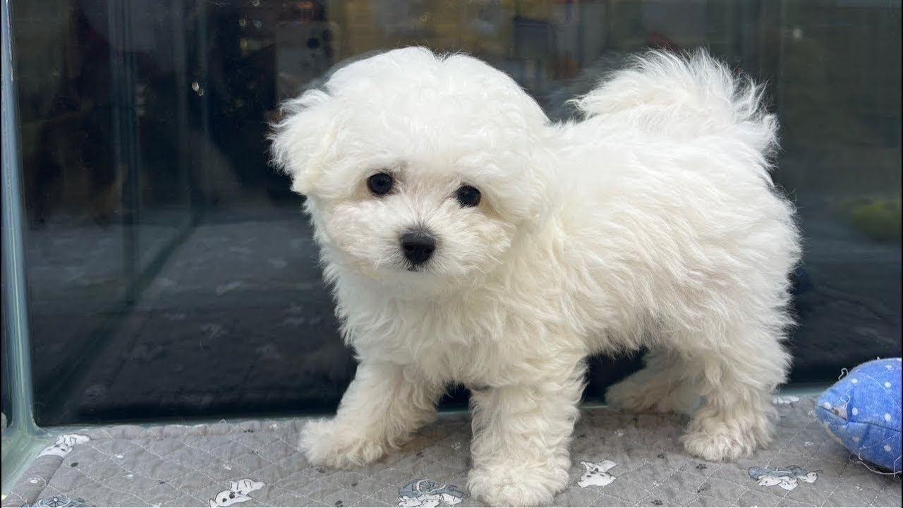 대구 경산. 강아지 분양 ❤️ 고양이 분양💕