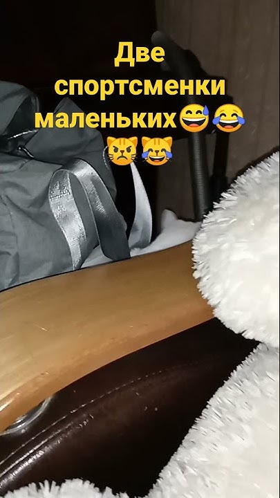 две баксерки😼😾😹 - YouTube