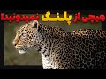 چرا وچگونه پلنگ ها آدم خوار شدن 
