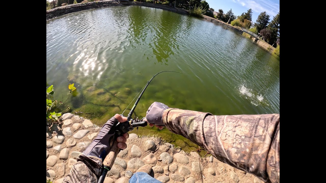 Bass Fishing City Ponds (Ellis Lake)