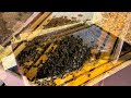 First Hive Inspection After Winter — Mississippi Honeybees in February