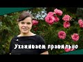 Как ухаживать за розами в августе и сентябре? / Розы в саду - продолжение