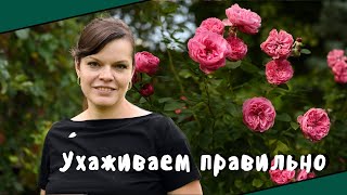 видео: Как ухаживать за розами в августе и сентябре? / Розы в саду - продолжение картинка: Как ухаживать за розами в августе и сентябре? / Розы в саду - продолжение