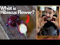 Comment utiliser les fleurs dhibiscus fraches