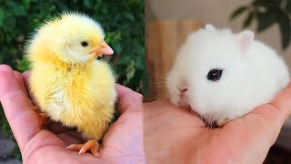 Cute baby animals Videos Compilation cute moment of the animals - Cutest Animals #3 by Animal Universe 277 views 3 years ago 10 minutes, 24 seconds